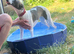 Blue and white whippet bitch