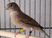 Breeding pair of cuthroat finches