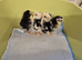 Exchequer leghorn chicks