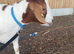 4 BOER GOATS FOR REHOME