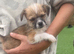 Beautiful puppies for sale
