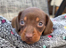 Chocolate and tan female