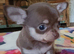 Exquisite Tiny Chihuahua puppies.