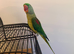 One male and One female Alexandrine Parrot, BONDED
