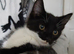 Kitten for rehome