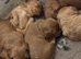 Beautiful red cockapoo puppies