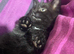 Beautiful kittens