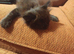 Baby girl maincoon 9 weeks old