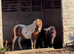 Yearling Shetland filly