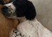 sprocker