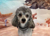 Silver Phantom Toy Poodle Available for Stud