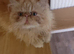 Gorgeous ginger female Persian kitten