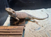 Two bearded dragons