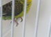 BLACKWINGS HEN RING NUMBER 63 RED RING 2024 bred