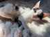 Kittens for sale