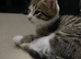 Main coon x mixed breed