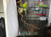 2 male budgies