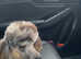 Miniature Merle Poodle At Stud & Black KC registered at Stud