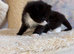 READY NOW Beautiful Ragcoon Kittens for Sale