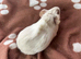 Funky ridged boy guinea pig