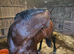 Pure cleveland bay stallion for loan