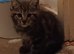 5 kittens 9 weeks old