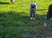 Pygmy Billy Goat