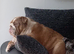 Beautifull Female English Bulldog