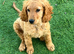 Gorgeous male cockapoo puppy available