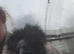 Beautiful  usa bearded silkie roosters