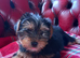 Beautiful Yorkshire Terrier puppies available now.