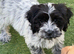 Unique Cavapoos