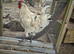 Jersey Giant cockerel. Born 23/03/26.