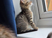 One male kitten left looking for his forever home (READY TO GO 21st JUNE)