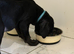 Staffordshire bull terrier cross lab
