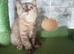 Cinnamon tortie bsh girl