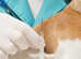 Pet microchipping service, visit us or(mobile)