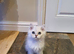 Beautiful Pedigree Chinchilla Persian Kitten