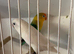 Fisher Lovebirds