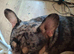 Rockie the Frenchie
