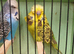 Canarys  goldfinch  budgies  stoke