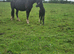 Irish Draught Colt foal