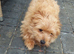 Boy puppy Norfolk Terrier x Jackrussell