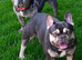 Puppy's for sale