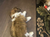 Shih Tzu pups 2 girls 1 boy ready now