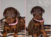 Stunning Dobermann Puppies