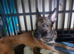 Belgian Mali pups