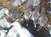 Muscovy ducklings