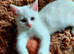 Pure white male kitten