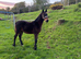 Upstanding colt